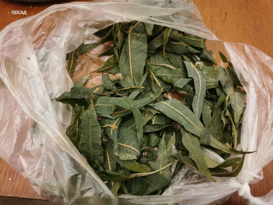 Зимняя ферментация иван-чая: неожиданные преимущества и секреты