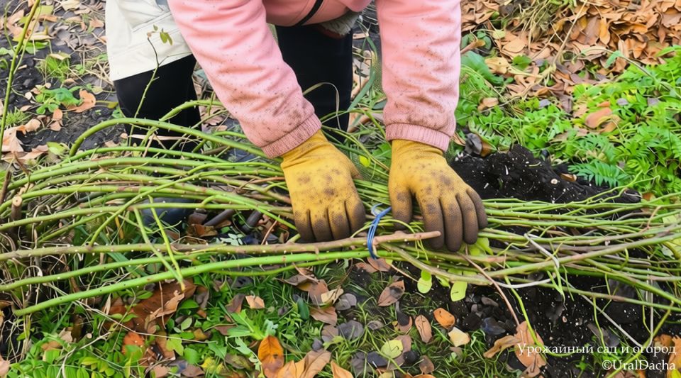 Зимняя защита роз: советы для садоводов