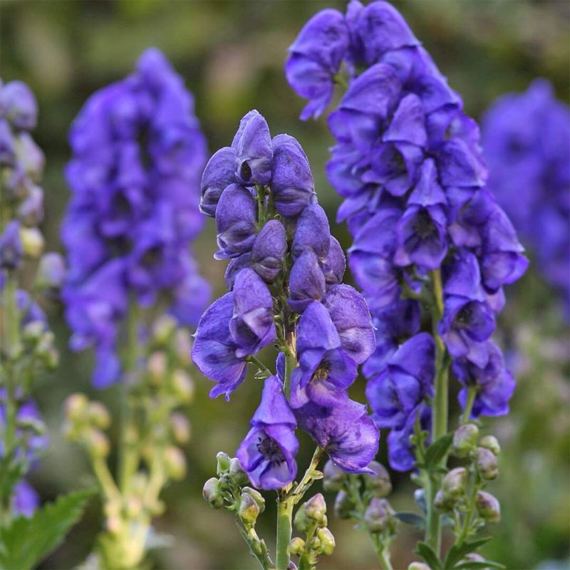 Аконит: особенности и секреты ухода