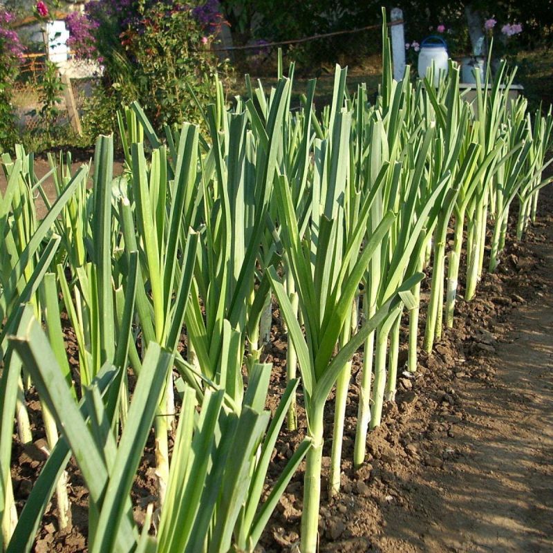 Тайны успешного выращивания лука-порея