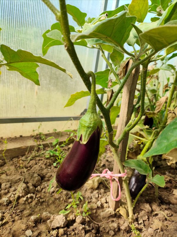 ��� ����������� ���� �� ���������� �� ����: ������� � ������� ������