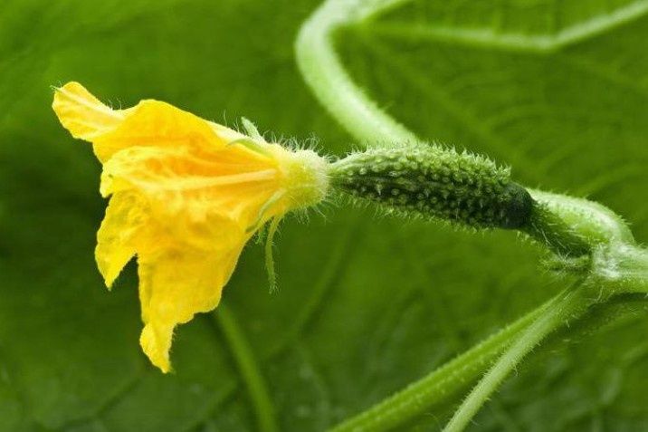 Как вырастить роскошную рассаду огурцов: секреты успешных садоводов