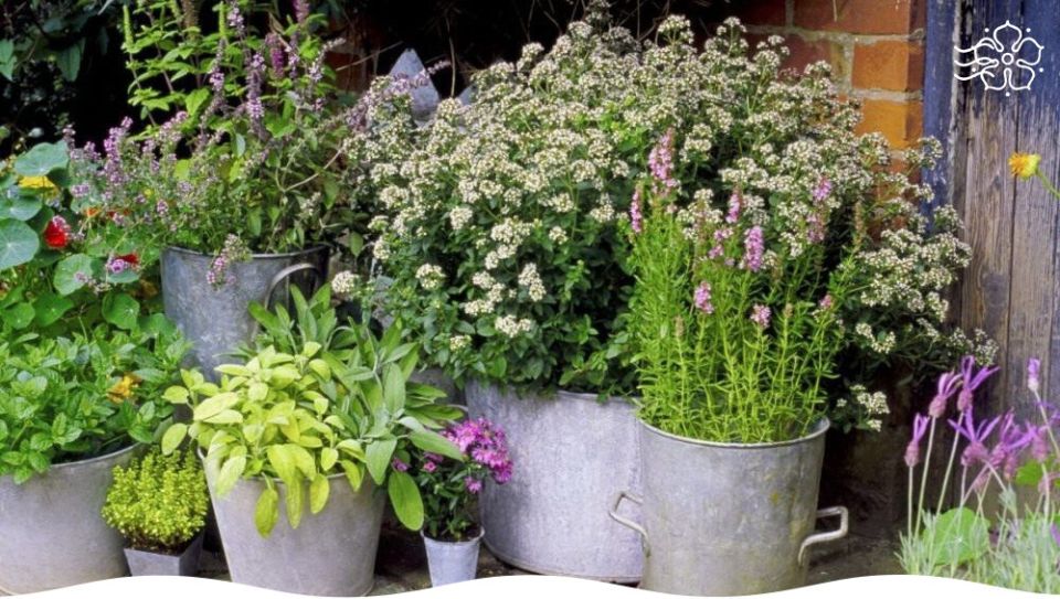 Топ ароматных растений для создания уютного и душистого сада