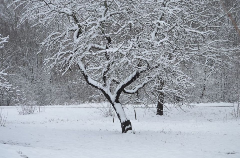 Как утоптанный снег вокруг яблонь может защитить ваш урожай и отложить цветение