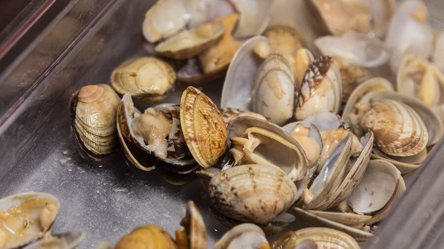 Устриц на ужин: Как спирулина помогает моллюскам и почему лед оказался гибким