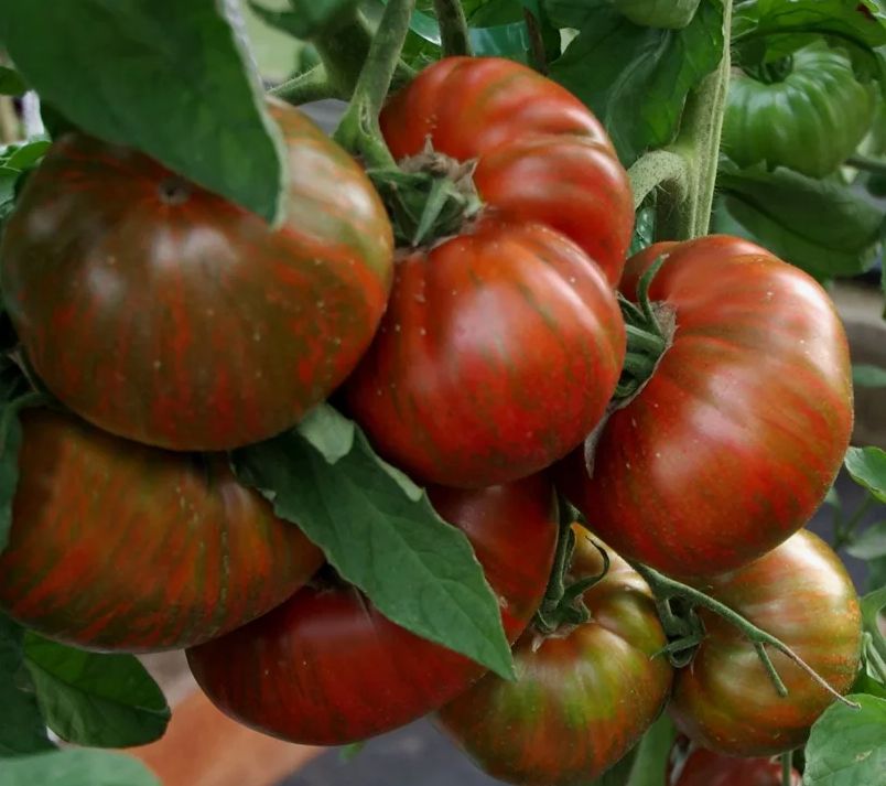 ������� ��������� �������: ��� ��������� 15 �� � ����������� �����