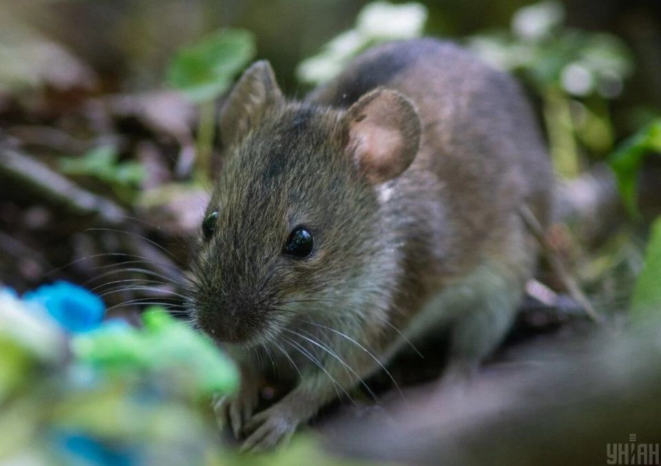 ��� �������� ���� ��� �� ����� �����: ������ ���������