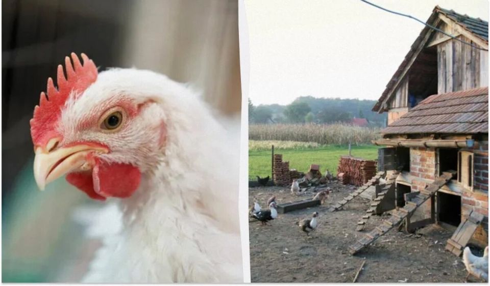 ��� ����������� �������� � ����: ��������� � ������ � ������