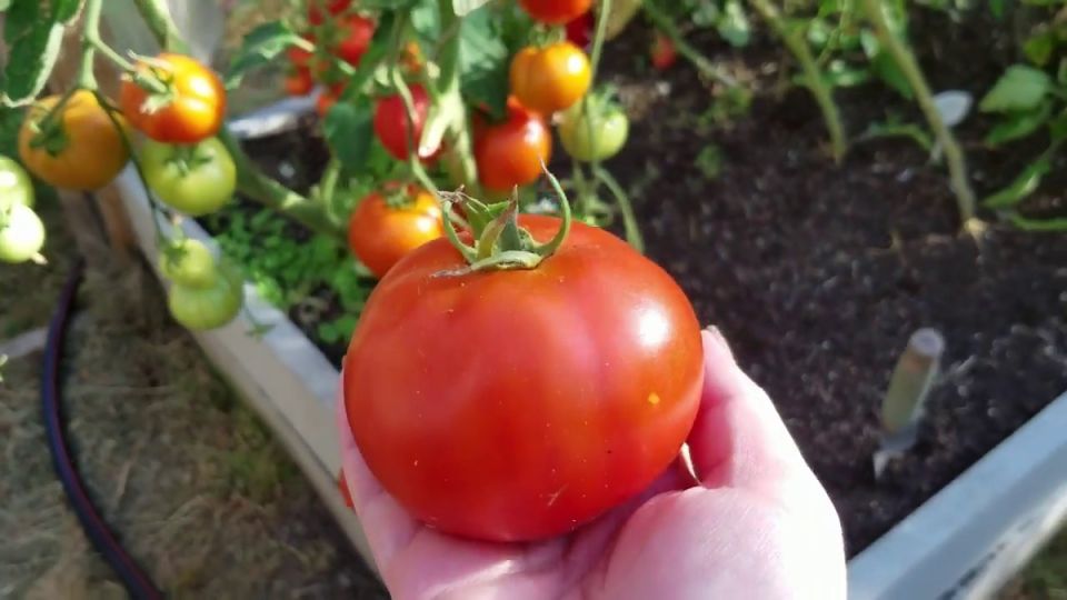 ������ ����� �������� �������� �� ������ �������: 11 ��������, ������� ����������� ������� ������