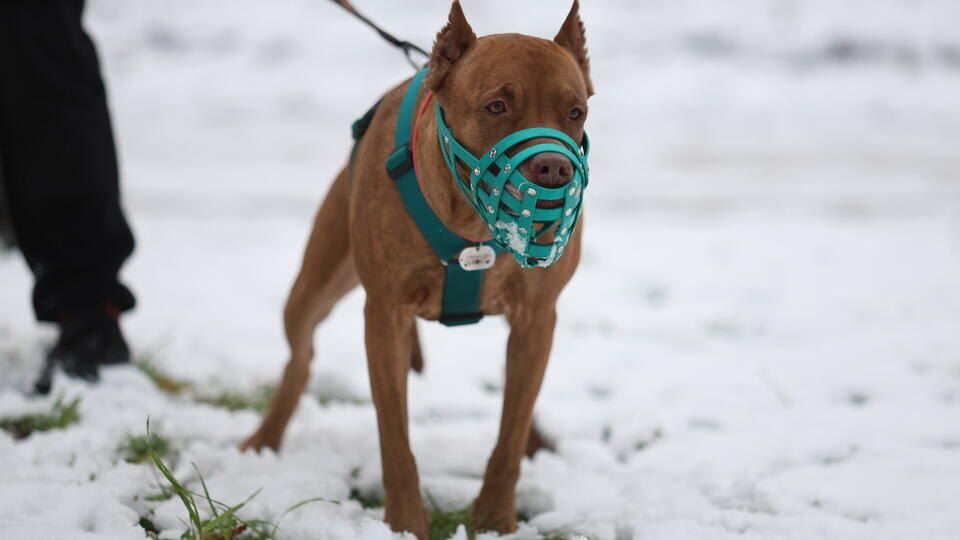 ����� ���������� ���: ����������� �������� ������� �������� ��������