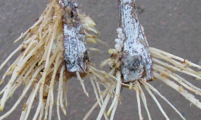 ����������� ����������� ��� ��������: ��� �������� ������������ ����������� ��� �����