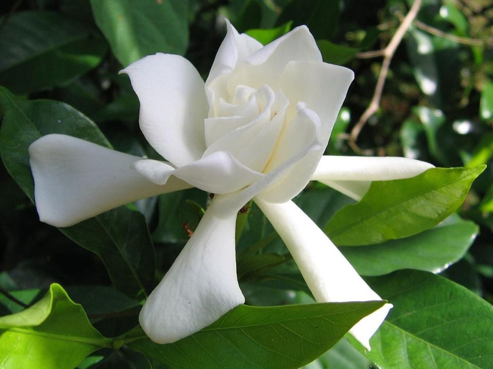 ������� ������� ��������: ��� ��������� �� ������� � �������� � ������