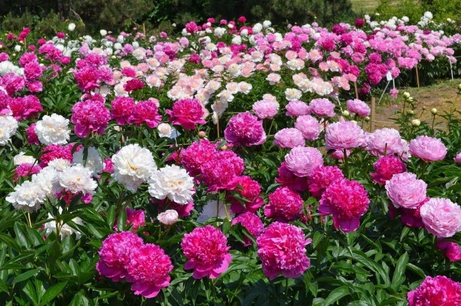 �����: ������� ����� ����� �������� ��� ���������� ������