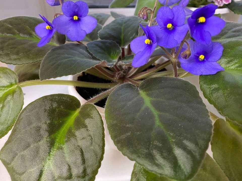 ����� �������� ������: ������ ������ �����, ������� � �����?