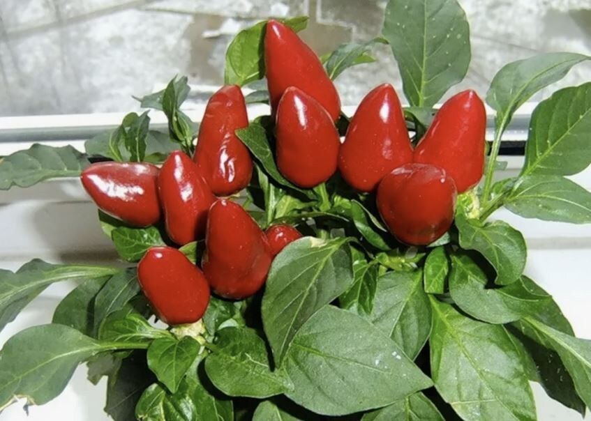 ����-����� � ����� ����: ������� ��������� ����������� � ����� ���������� �����