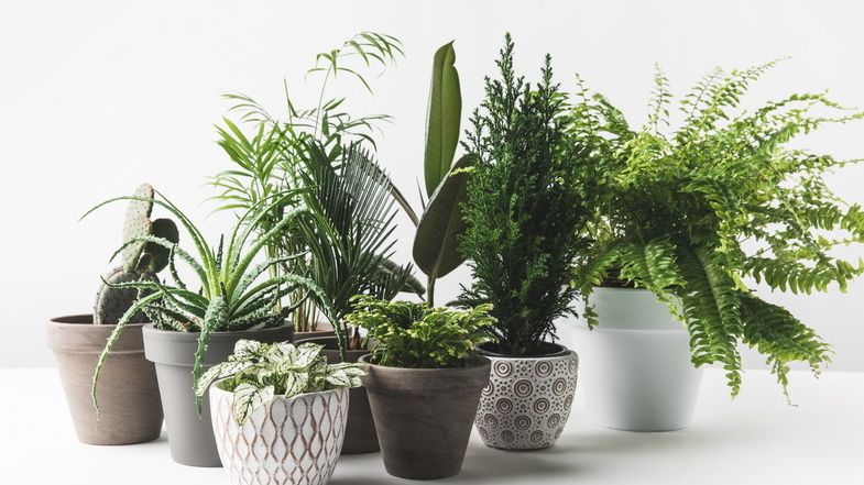 ��� ������� ���� ������� ������ �����: ����������� �����������