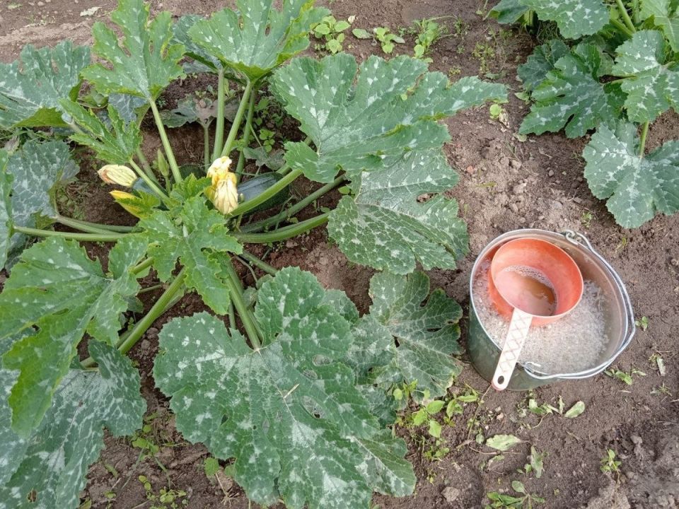 ��� ���������� ������������� ������� � �������� ����