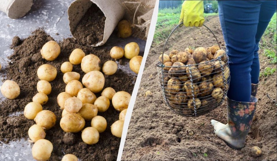 ������ ���� �������� �� ������ ��������: ������, ������� ������� ��������