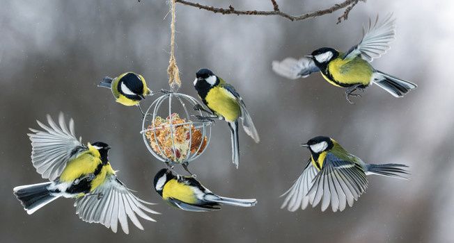 Как правильно кормить птиц: советы орнитолога