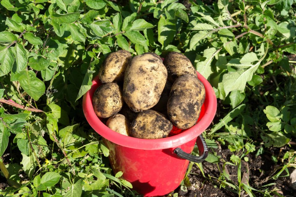 картофель 'адретта': почему дачники выбирают этот сорт