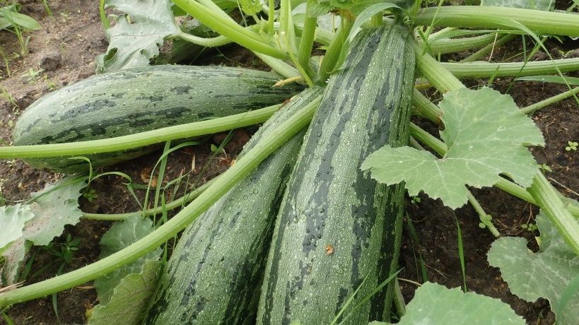 ������ ��������� � ������� ����������: ������� �����, ������� ������������� ��������