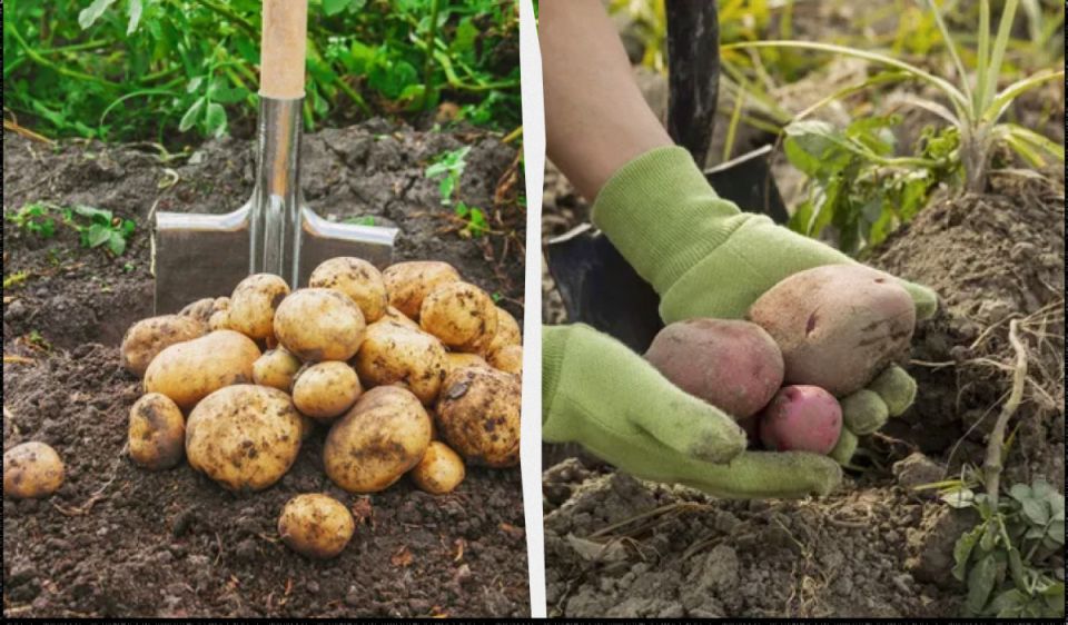 ������ ��������� ����� �������� �� ������ � �������� ��������� ������� ����� ���