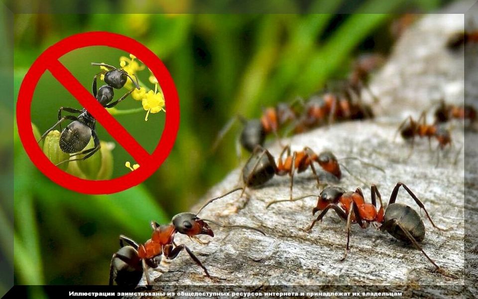 ��� ���������� ��������� ���������� �������� �� ����: �������� ������ � ������