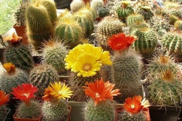 �������: �������, ���������� �������� � ��������� �����