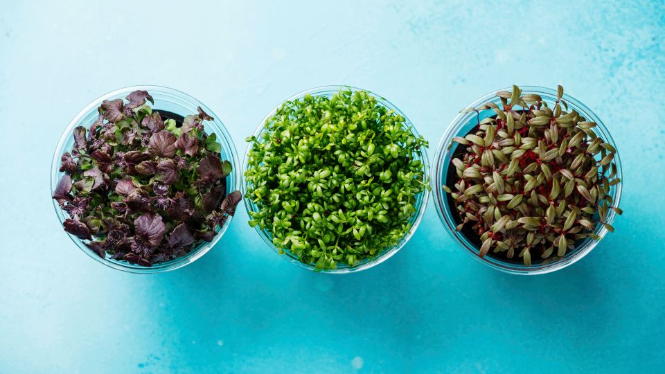 ������ ������ ������� ���: ��� ����� ��������� ����� � ��������