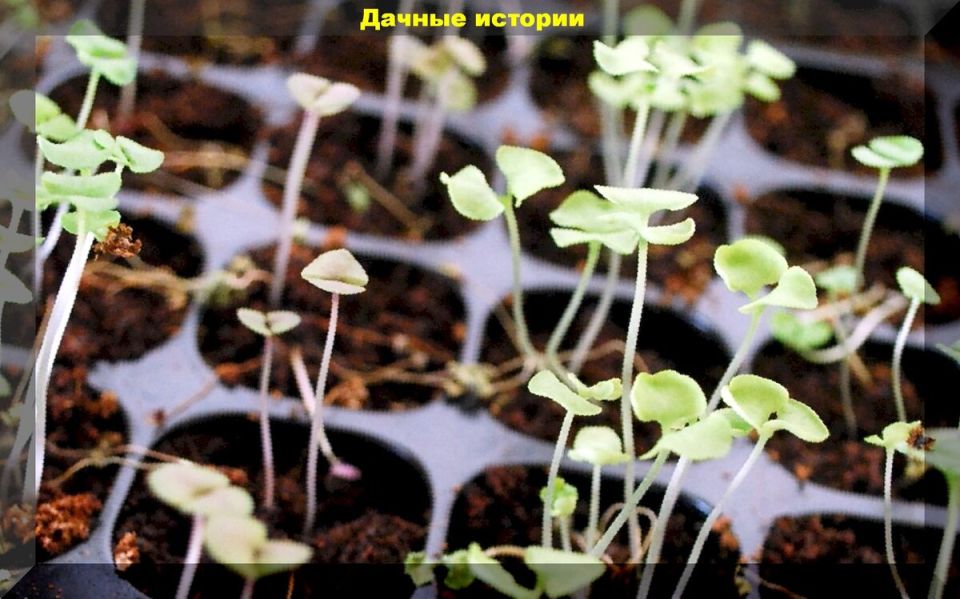 ��� ������������� ����������� �������: ����������� ������ �� ������� �����������