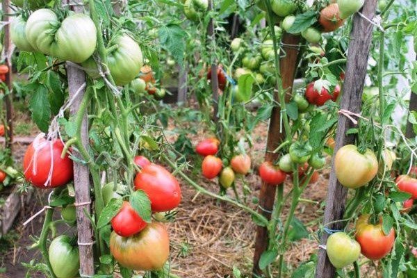 ���� ������� � �������� ������� � �������