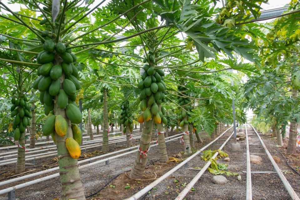 Теплица как современный бизнес: как выращивать папайю в России