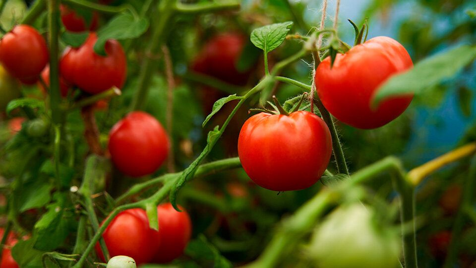 Томат Большая мамочка: откройте для себя плюсы и минусы этого салатного сорта