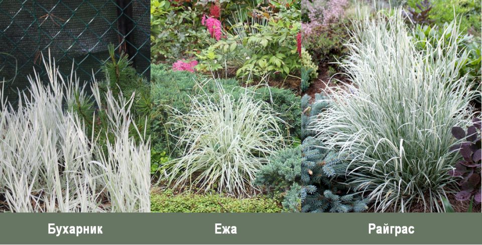 Белоснежные злаки, которые украсили мой сад