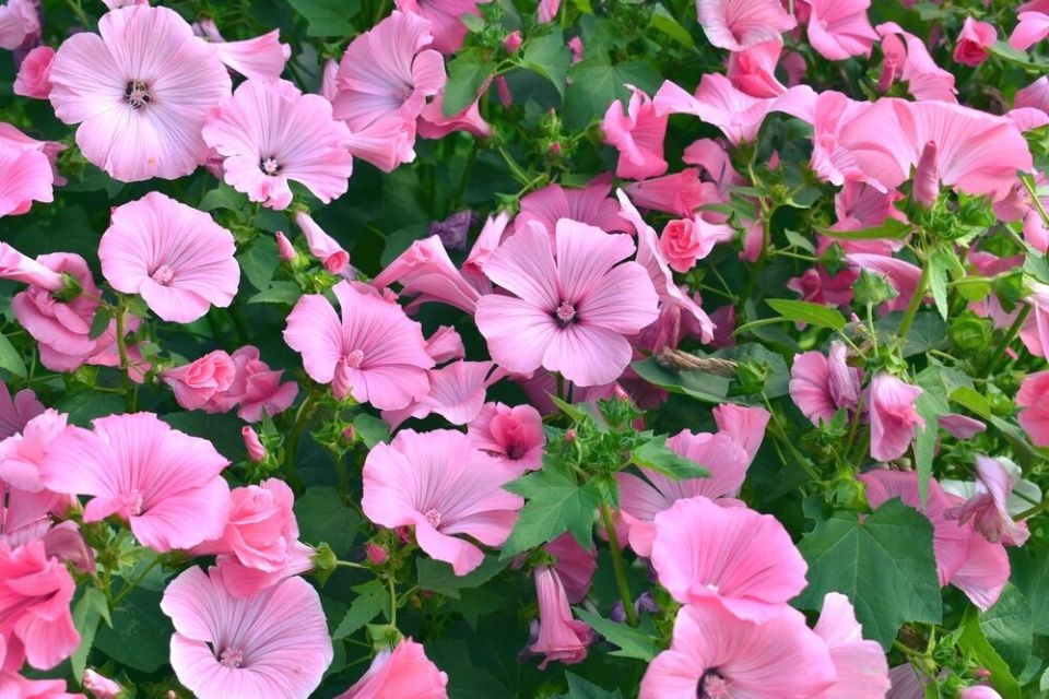 Нежные акценты: 13 розовых однолетников для летнего цветника