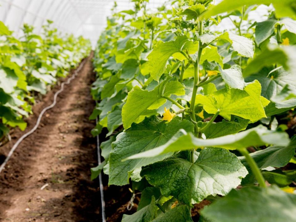 ������� ��� ��������� ��� ��� ��������: ������� ��������� ���������