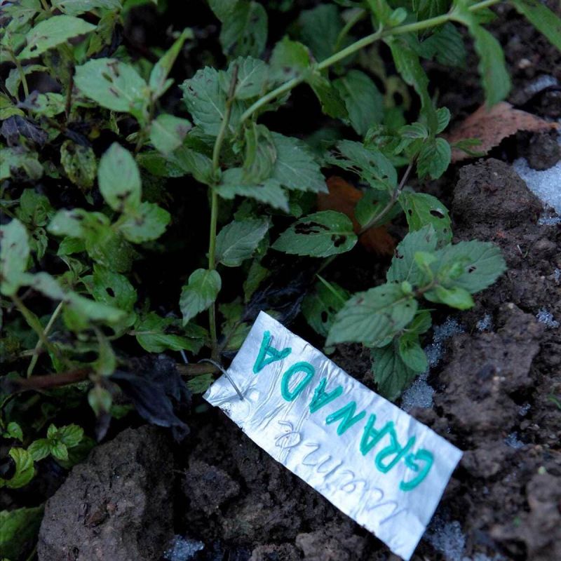 ��� �������� ������ � ����: ���������� ������ �� �������� �������� �����