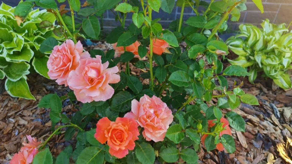 ��� �������� ���� �����: ����������� ����� � ������