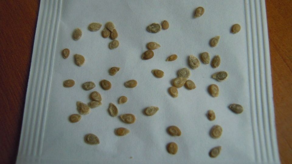 ������� ������� ��������� ����� ��� ������� �������