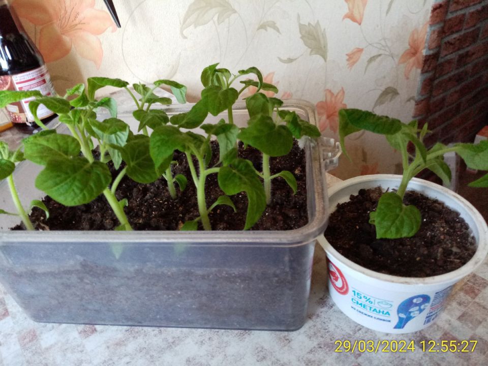 ��� ������� ��������� ��������� ����� ��� ������� � 2026 ����