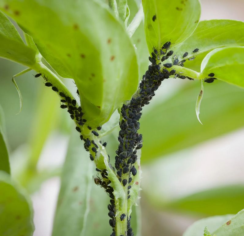 ����������� ������ ������ � ����: �������� ������� ��� ������ ����