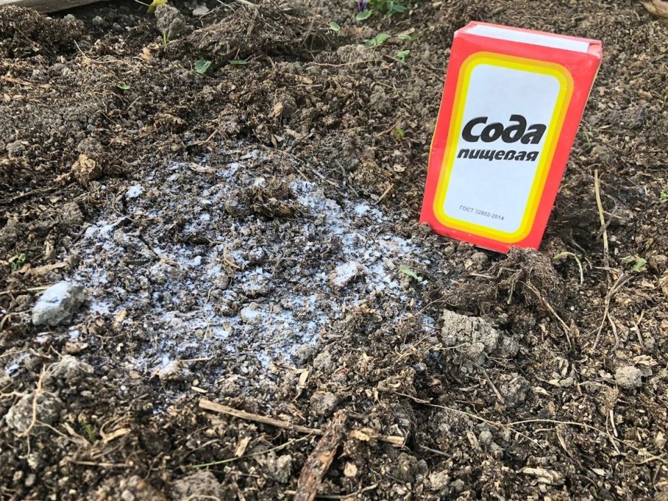 ��� ���� ����� ����������� ��� ������: ������� ��������� ����� �� ������