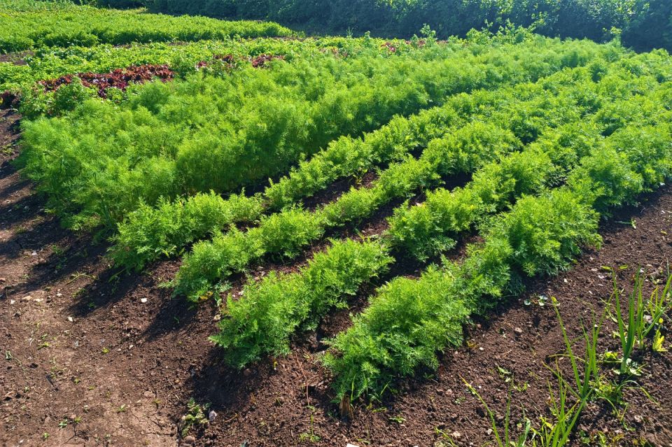 ���������� �����: ��� ��������� ����������� ������ ��� ������� ������