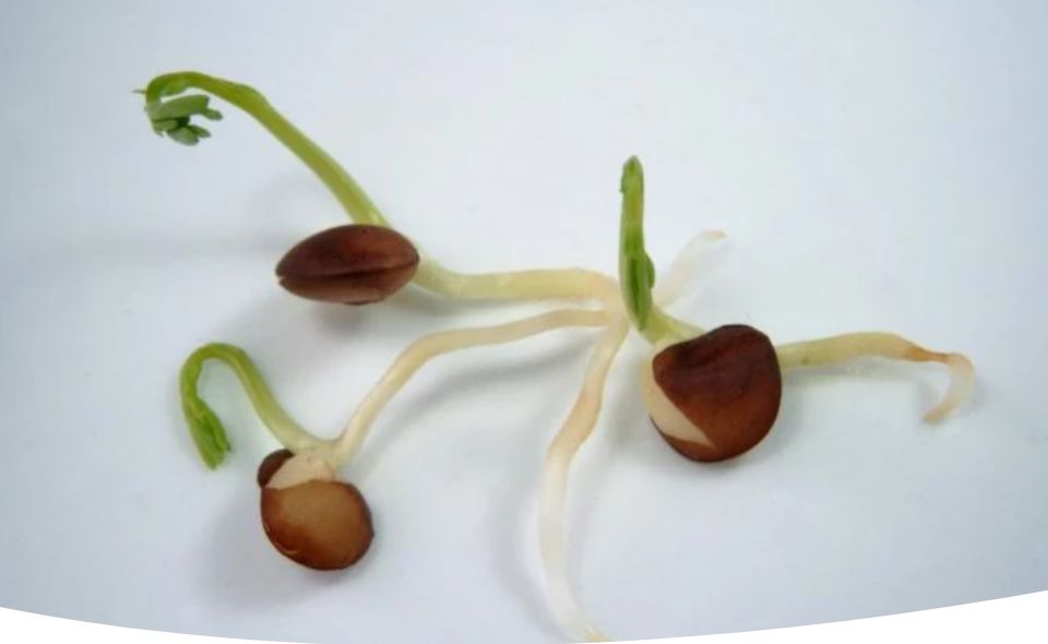 ��� ���������� ������ ����������� �����: �������� ������� � ������