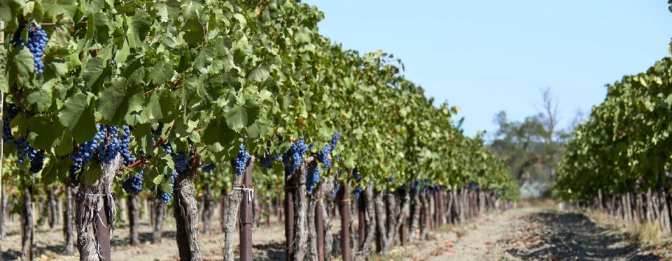 Как почва влияет на уникальность вина