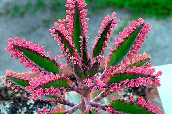 ��������: ������� ����������� � ������� ������� ��� ����������