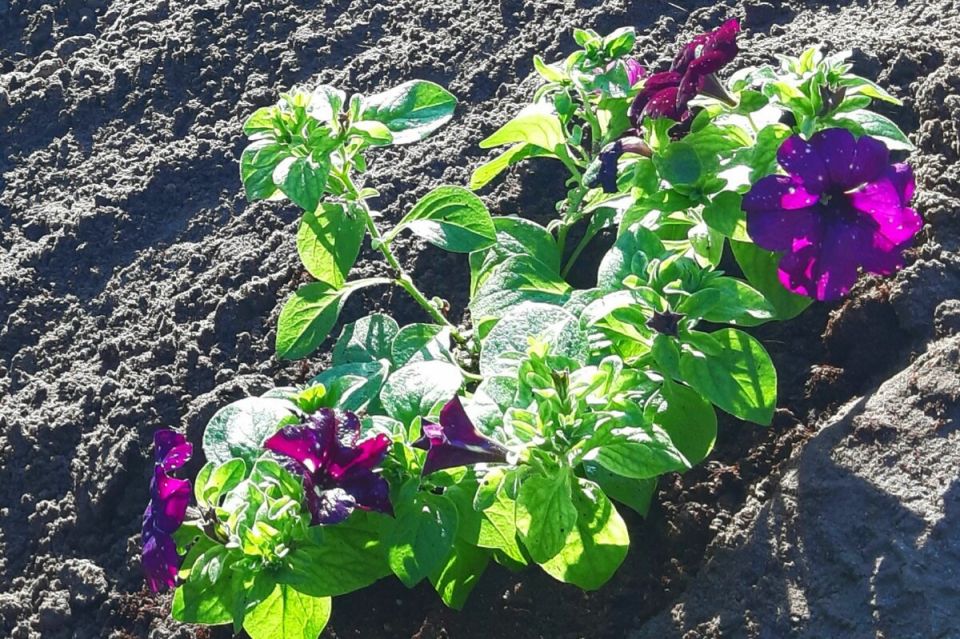 ������ �������: ��� �������� �������� ��������� � ������ �������