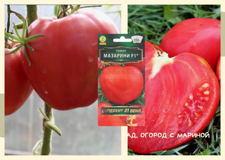 Томаты-бифы для теплицы: как выбрать идеальный гибрид