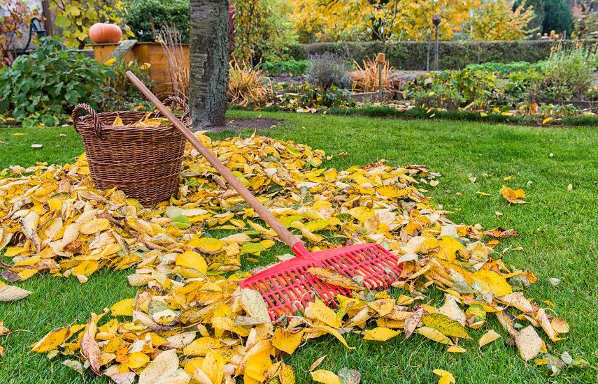 12 неожиданных причин, почему уборка сада перед зимой может быть вредна