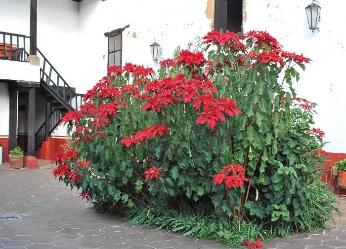 Пуансеттия: секреты успешного цветения в домашних условиях